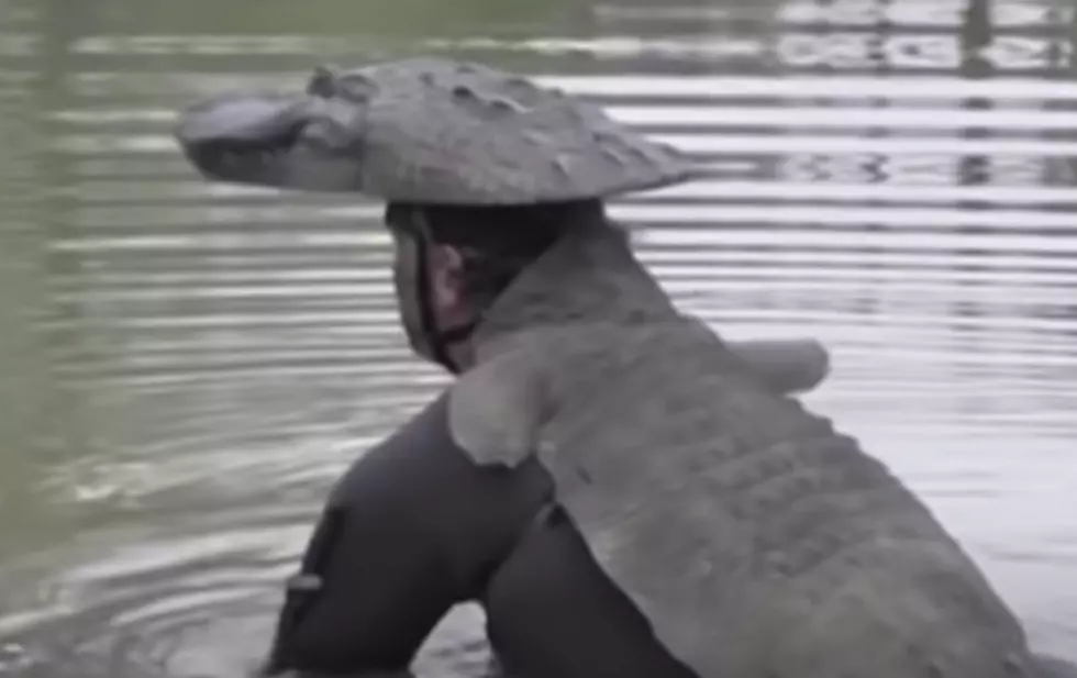 Man Uses Alligator Suit to Get Up Close and Personal With Gators [VIDEO]