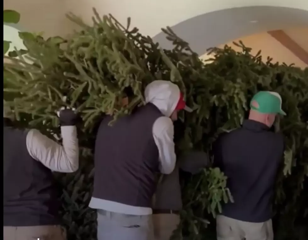 Watch as Workers Struggle to Get 19 Ft. Christmas Tree in House [VIDEO]
