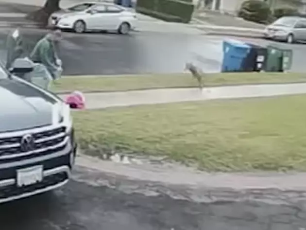 Dad Rescues Child From Coyote in Own Yard [WATCH]