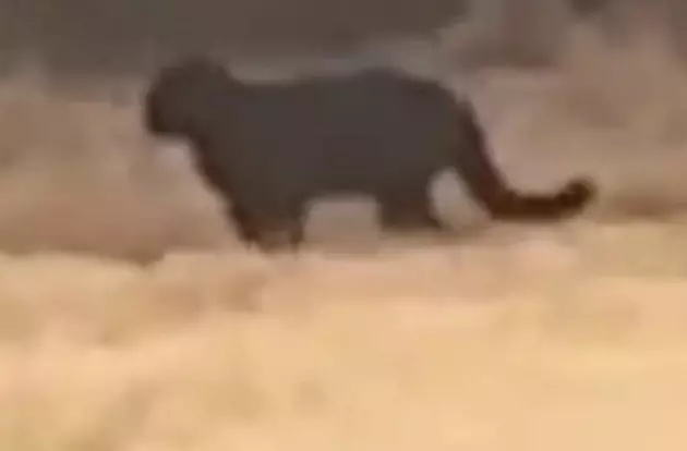 Did Someone See a Black Panther on Their Property in South Louisiana? [VIDEO]