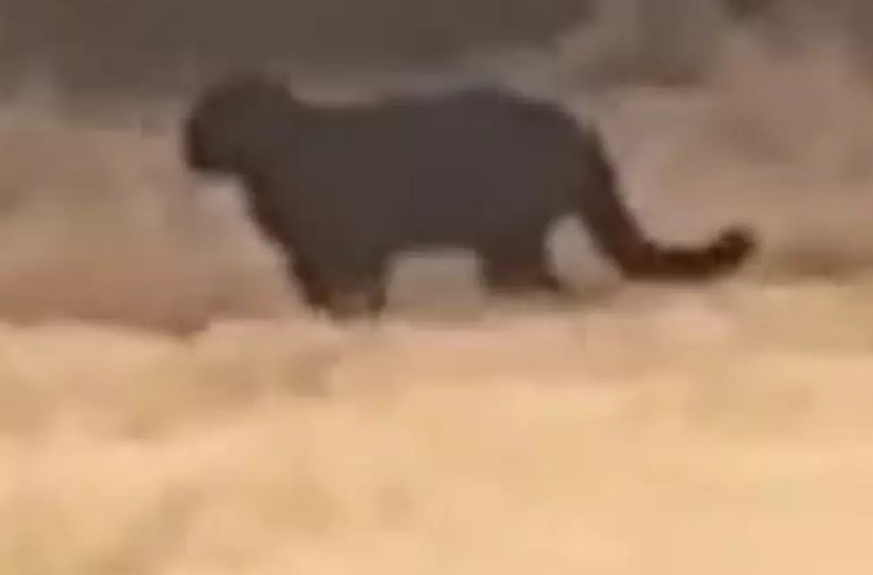 Did Someone See a Black Panther on Their Property in Louisiana?