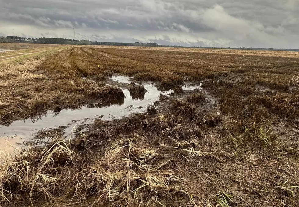 Former Employee Allegedly Drains Crawfish Ponds in Allen Parish