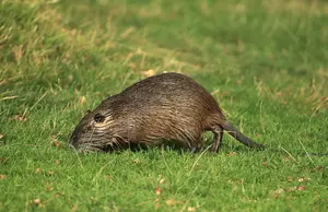 Louisiana Man Arrested After Cutting Tails Off of Live Nutria