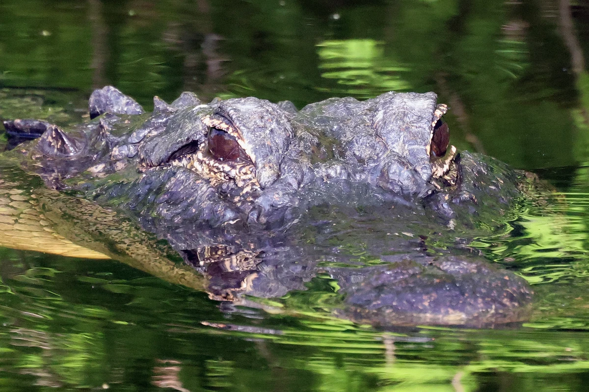 biggest alligator in the world