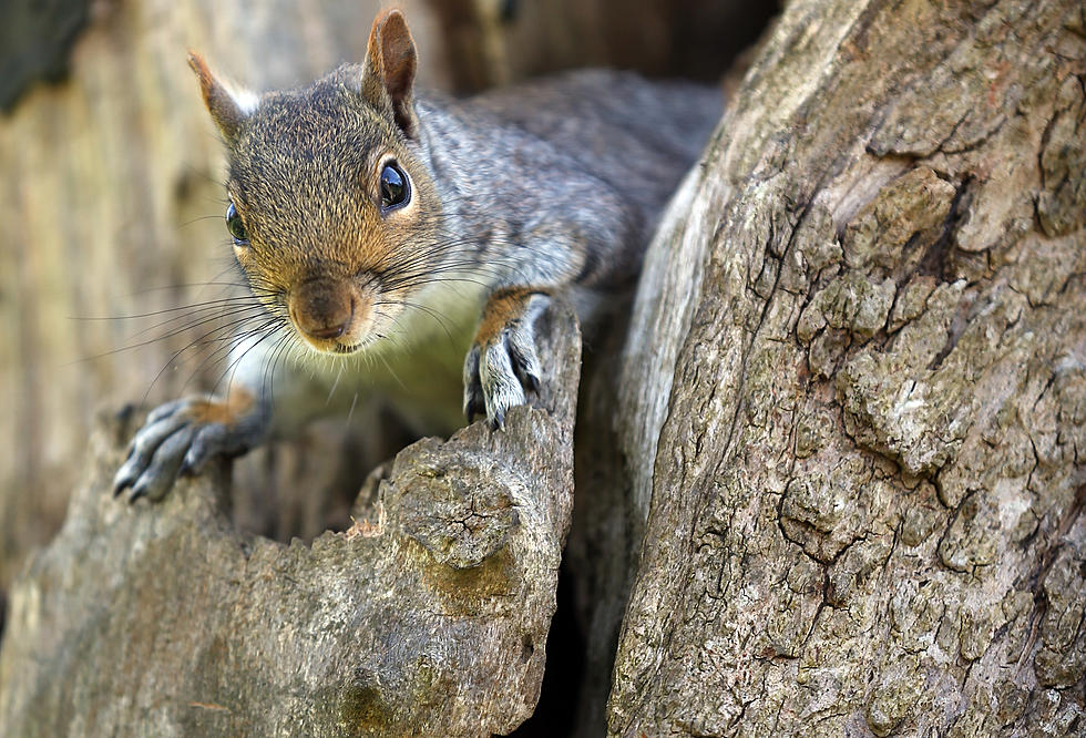 Squirrel Launches Self Through Door of Home During Pizza Delivery [VIDEO]