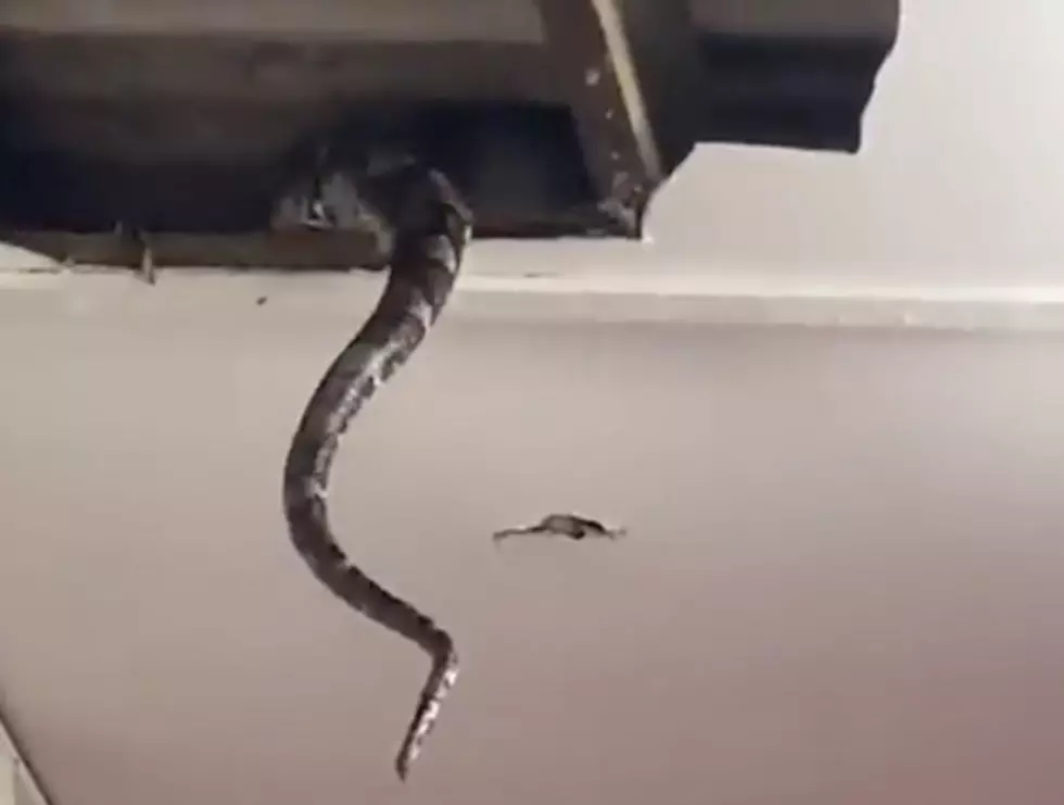 Massive Snake Falls Through Ceiling of Home [VIDEO]