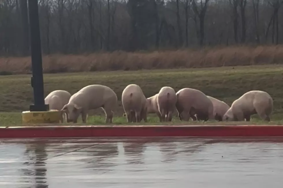 Large Group of Pigs Get Loose at Super 1 Grocery Store in Scott, Good Samaritan Saves the Day