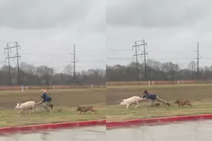 Watch Good Samaritan Dive into Mud to Help Corral Loose Pigs...