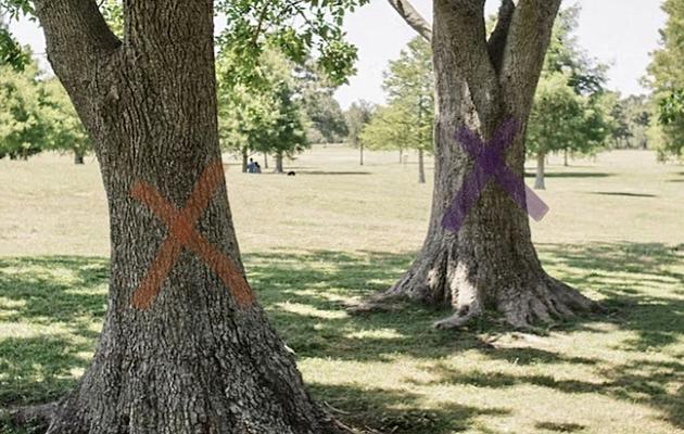 What &#8216;X&#8217; Markings Mean on Trees, And Why You Should Turn Around