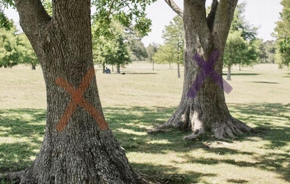 What ‘X’ Markings Mean on Trees, And Why You Should Turn Around