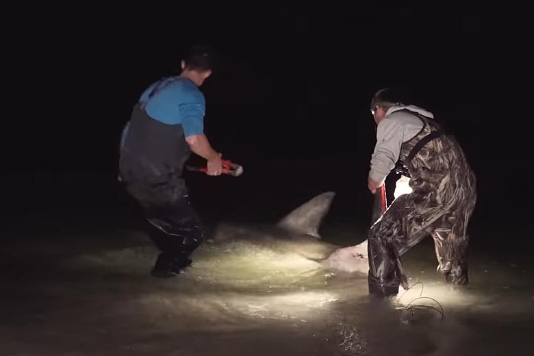 Video Shows First Great White Shark Ever Caught Off Orange Beach