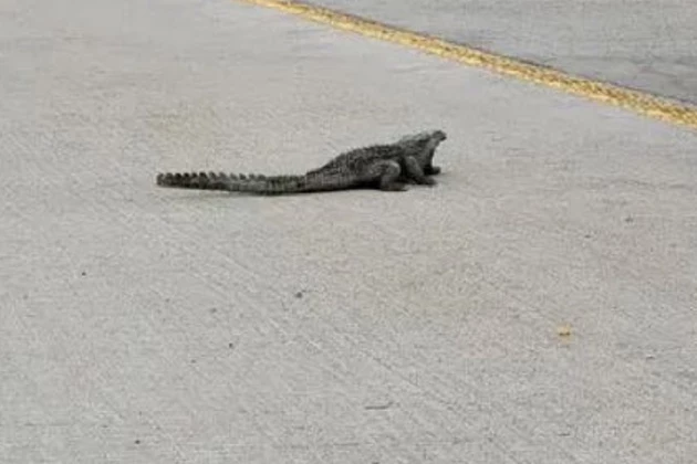 Small &#8216;Alligator&#8217; on Side of Highway Near Dallas Has Drivers Calling 911
