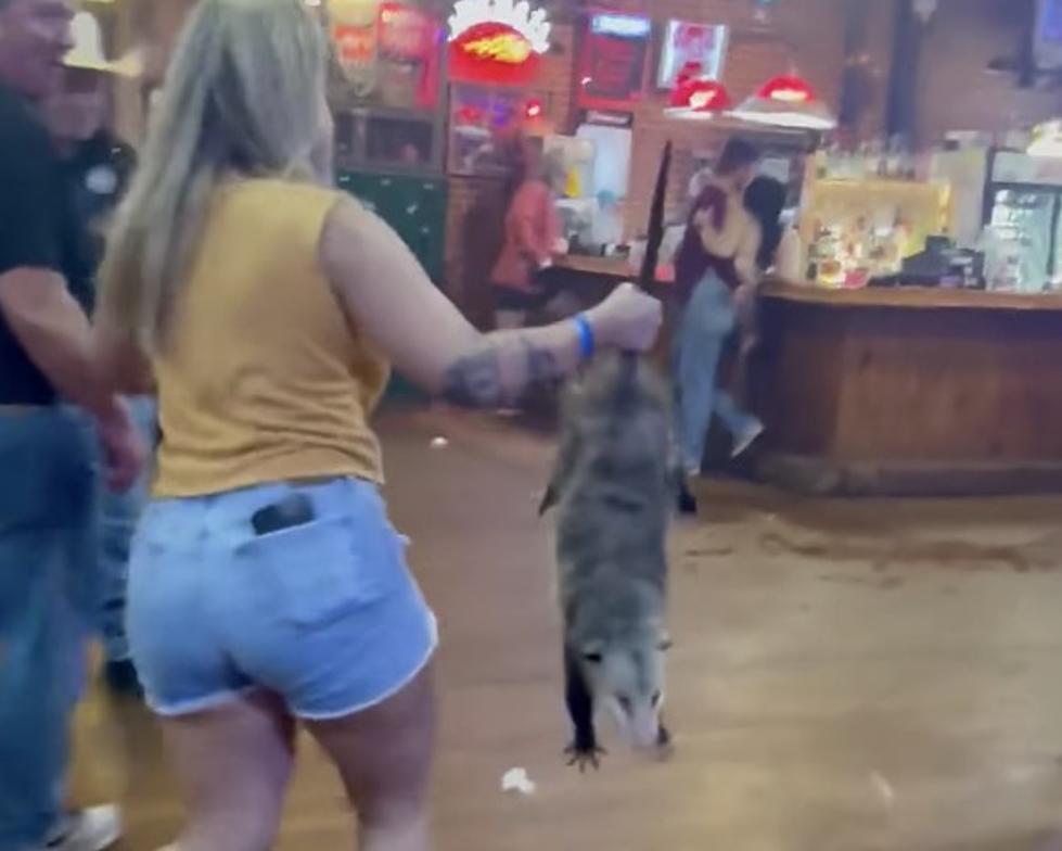 Shocking Video Shows Woman Carrying Opossum Out of Bar [WATCH]
