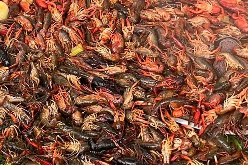 Photo of Spilled Crawfish Disaster Goes Viral on Social Media