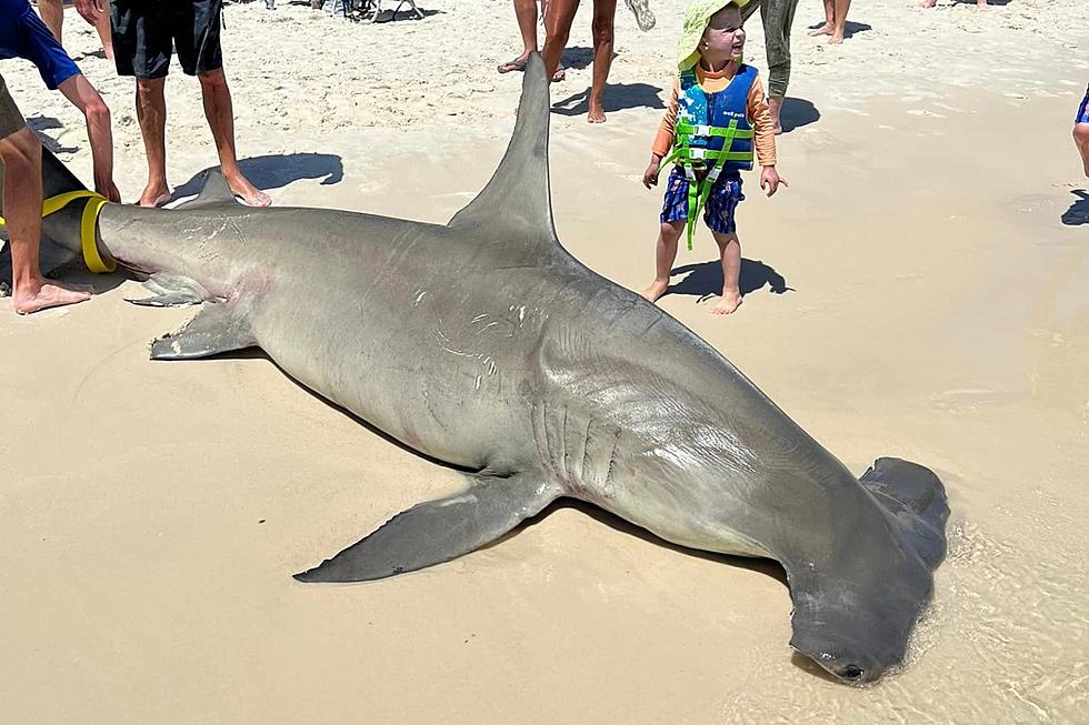 Doctors Reveal Heartbreaking Update on Viral Hammerhead Shark That Washed Up on Orange Beach