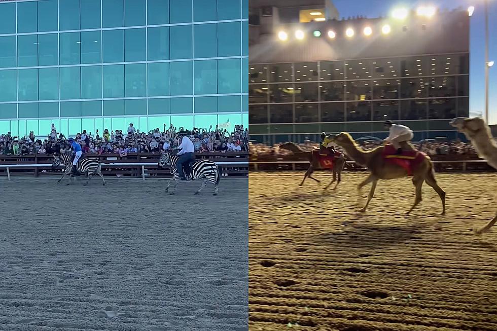 WATCH: Zebra & Camel Races Pack in Spectators at Evangeline Downs, Bring Traffic to Crawl on I-49