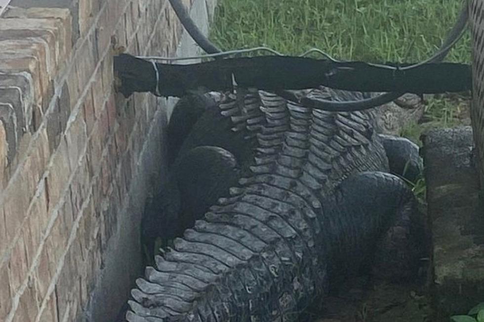 Alligator Found Behind South Louisiana Apartment Complex, Residents Believe Bigger Gator Likely Nearby