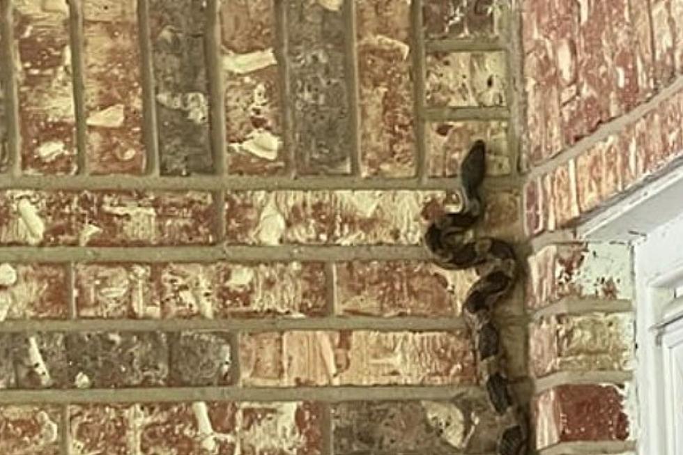 New Iberia Man Shocked by Large Snake Climbing Brick Wall Near His Front Door