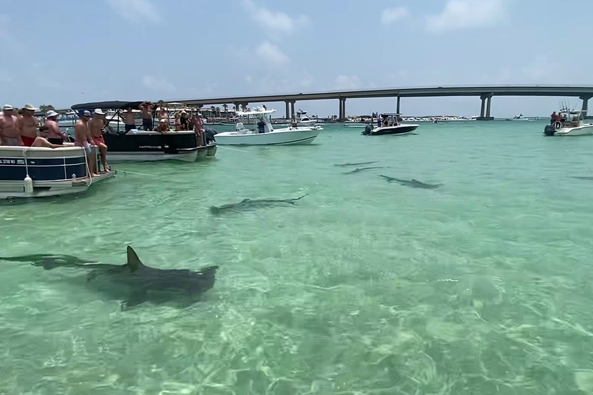 Video Hammerhead Sharks Thrill Spectators Near Orange Beach