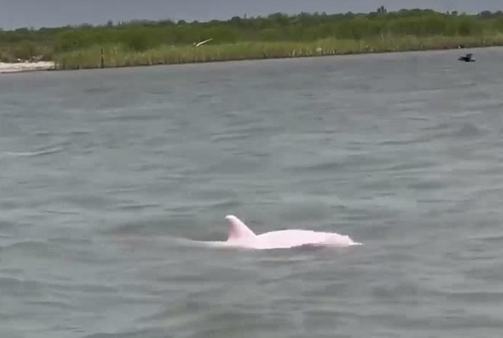 Rare Pink Dolphin Spotted by Fisherman in Louisiana