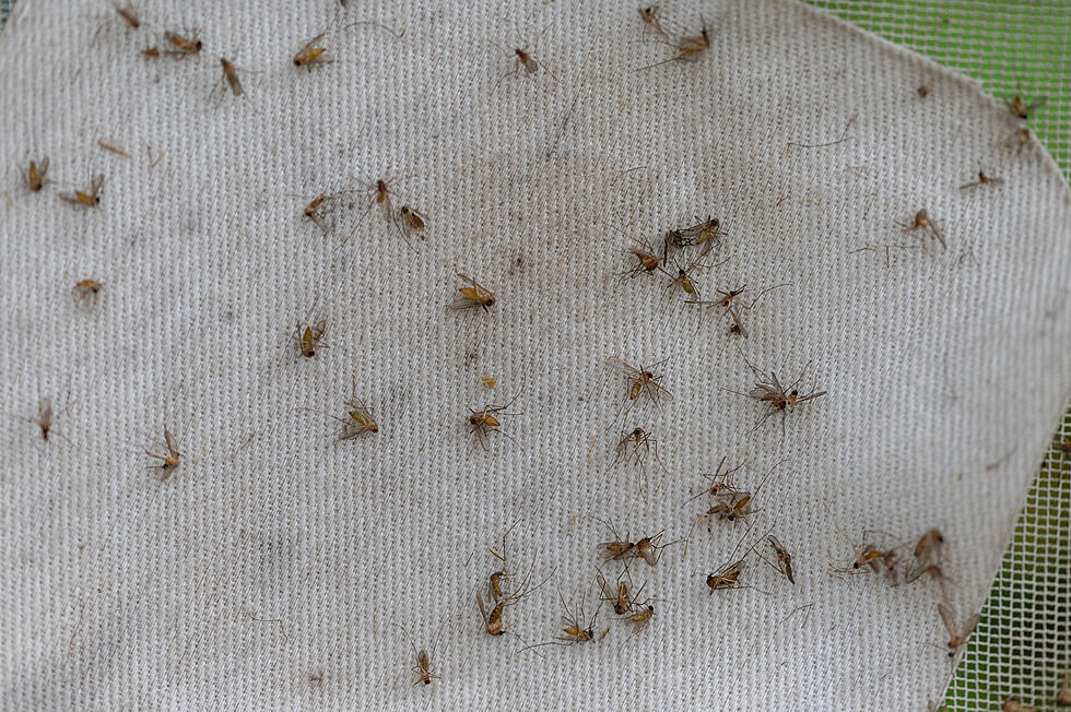 Mosquitoes in Louisiana are Becoming Harder to Kill