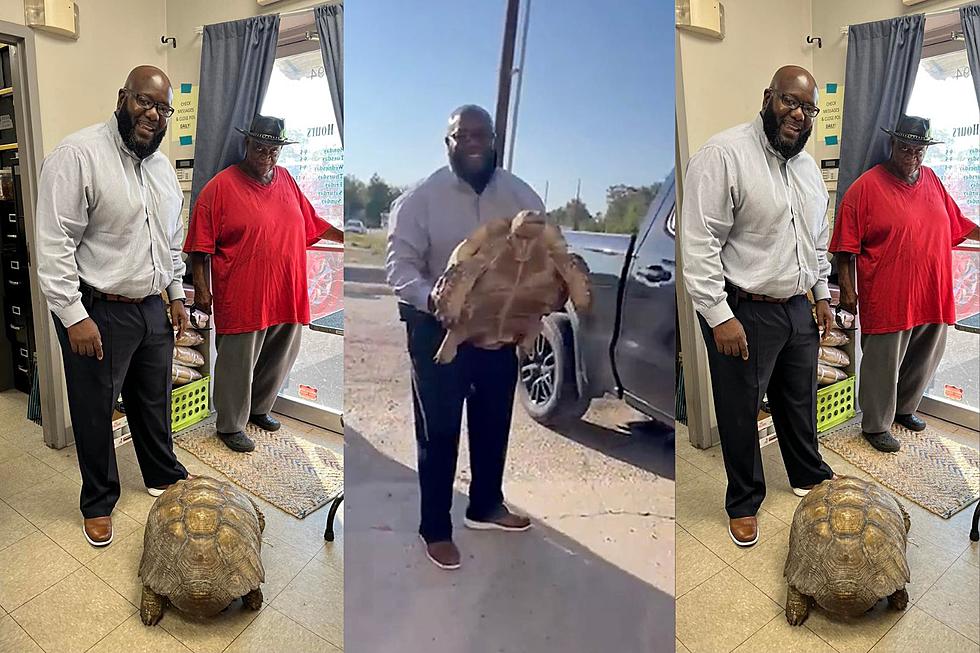 A Tortoise Named 'Biscuit' Was Reunited with His Louisiana Family
