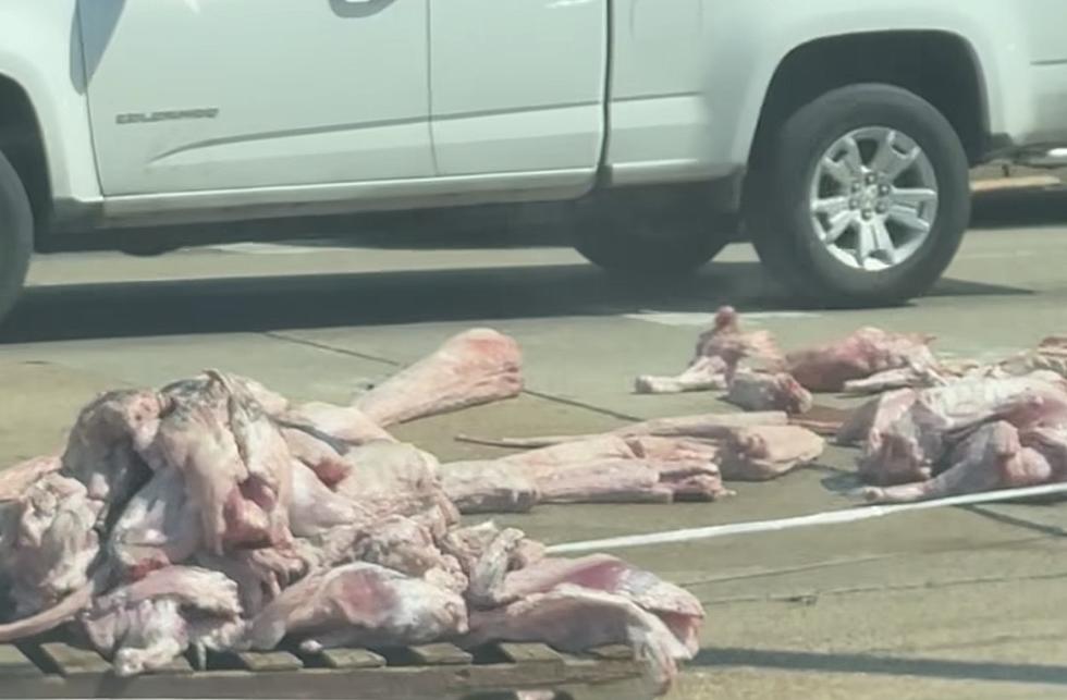 Raw Alligator Meat Spills Onto Evangeline Thruway in Lafayette