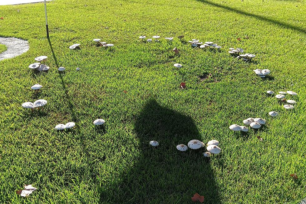 Science? Or Sci-Fi? Here’s What May Be Causing Mushroom Circles in Louisiana Yards