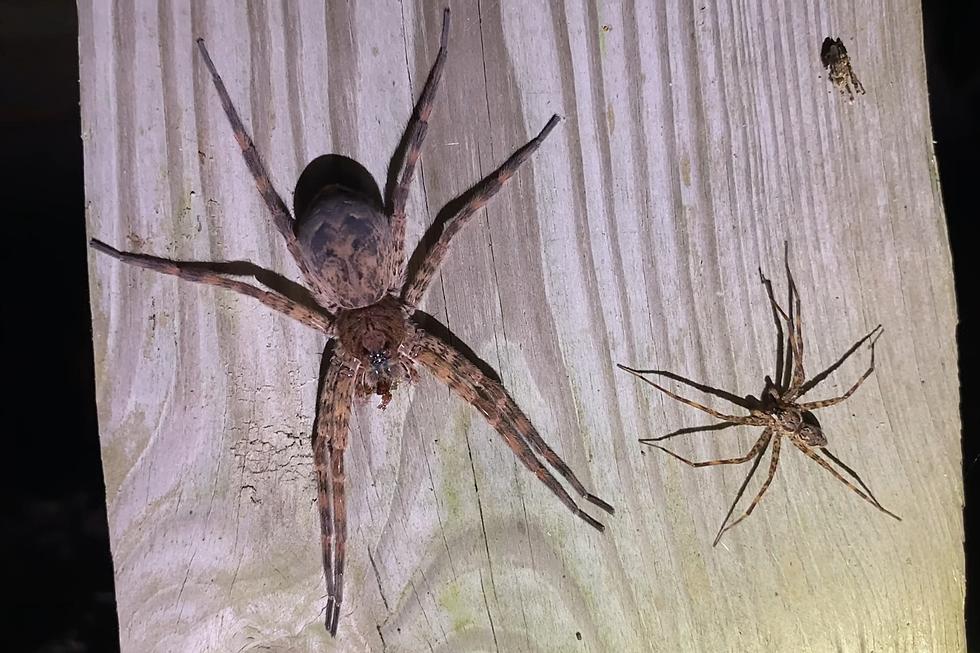 One of the Largest Spiders in America is Even Bigger in Lousiana