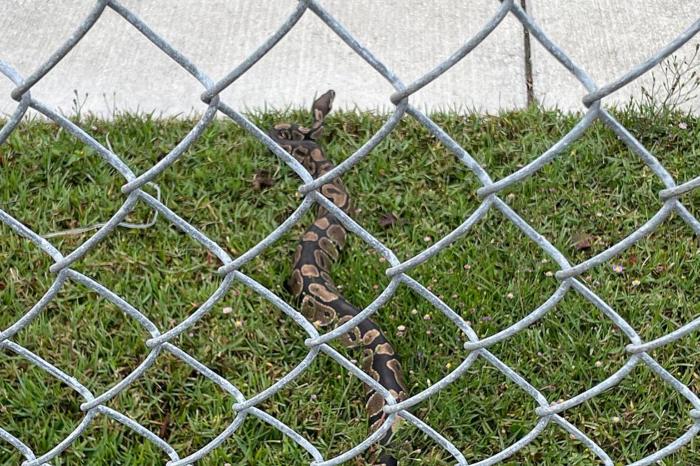 Pythons in Louisiana? Large Snake Spotted at Local Ball Park