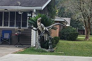 Velociraptor Dinosaur on Popular Lafayette, LA Street Brings...