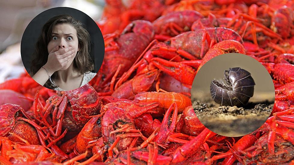 Louisiana Residents Entertain the Idea of ‘Doodle Bug Boils’ in Response to Crawfish Prices