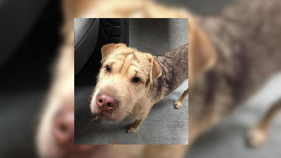 Post About Puppy Dumped Before Acadiana Freeze Goes Viral