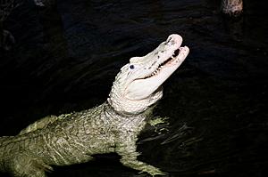 Why You Should Never Throw Coins in Water With Alligators in...
