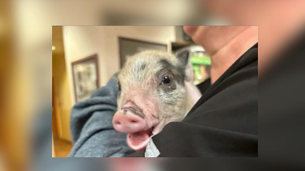Baby Pig Tossed Like Football Saved by Louisiana Good Samaritan