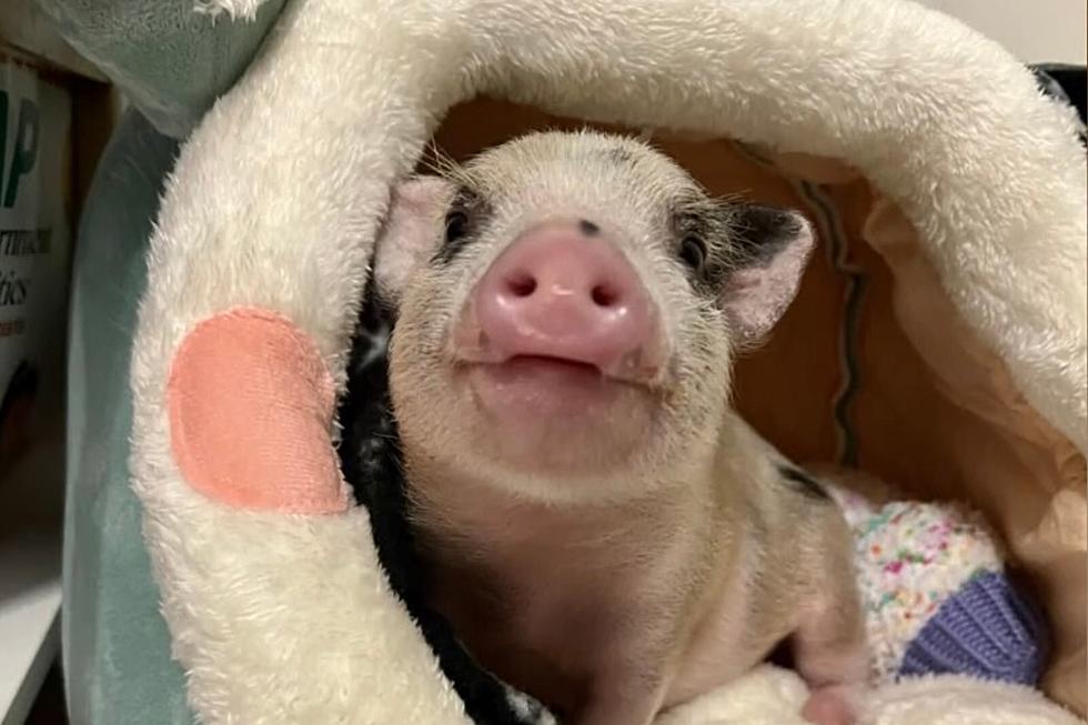 Baby Pig Tossed Like Football Finds Forever Home in Louisiana