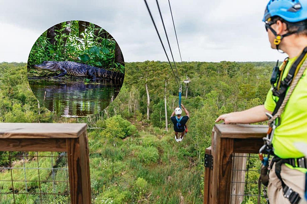 Add This Zipline Swamp Tour To Your Louisiana Summer Plans