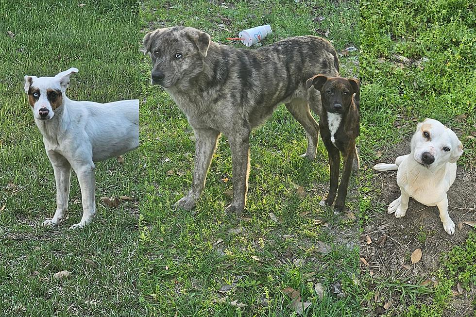 Louisiana Man Pleads for Community's Help in Removing Stray Dogs