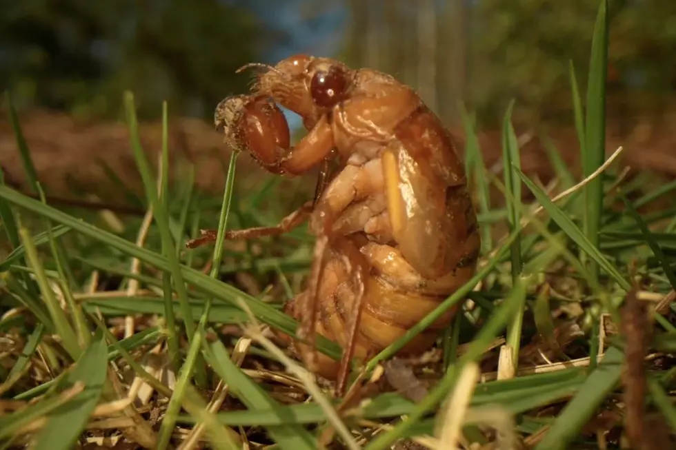 Historic Cicada Surge Could Lead to a 911 Overload in Louisiana