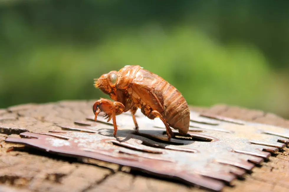 Louisiana, Get Ready for Zombie Cicadas With STDs