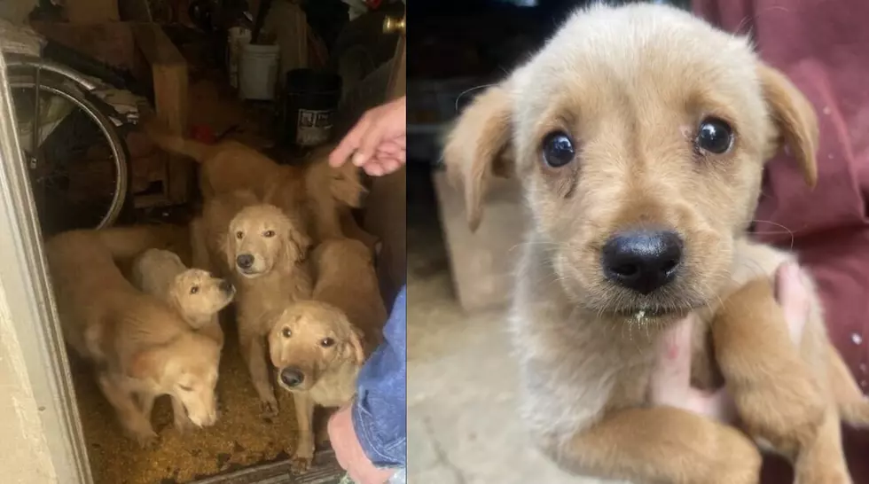Fosters Desperately Needed To Rescue Puppies from Intense Hoarding Situation in Acadiana
