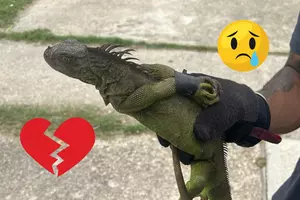 Iguanas Found Duct Taped In Metairie, Louisiana—Authorities Searching...