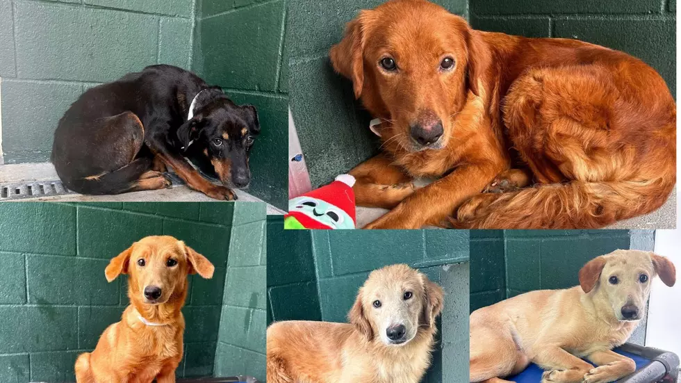 22 Dogs Rescued From ‘Disheartening Hoarding Case’ Now Acadiana Animal Aid Needs Fosters