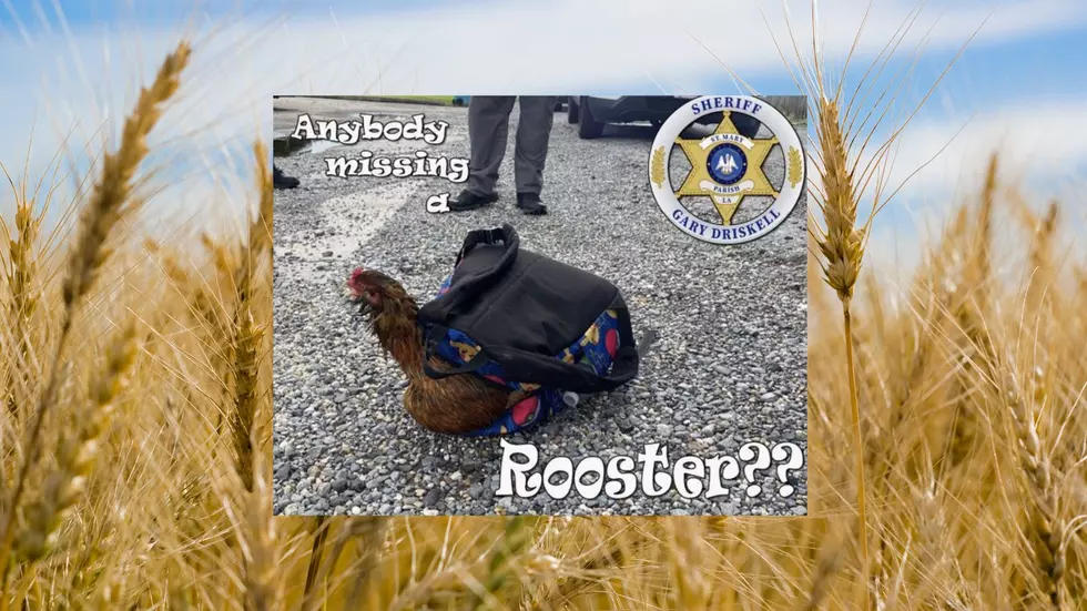 Louisiana Deputies Need Help Finding A Kidnapped Rooster's Family