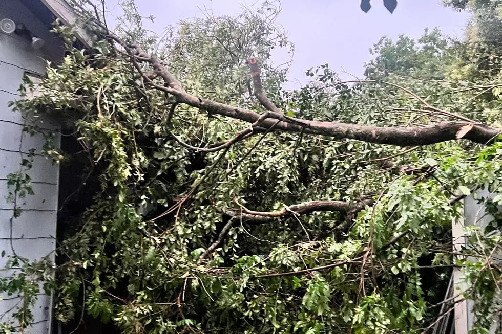 What to Do If You Encounter Downed Power Lines or Tree Branches on Power Lines in Lafayette