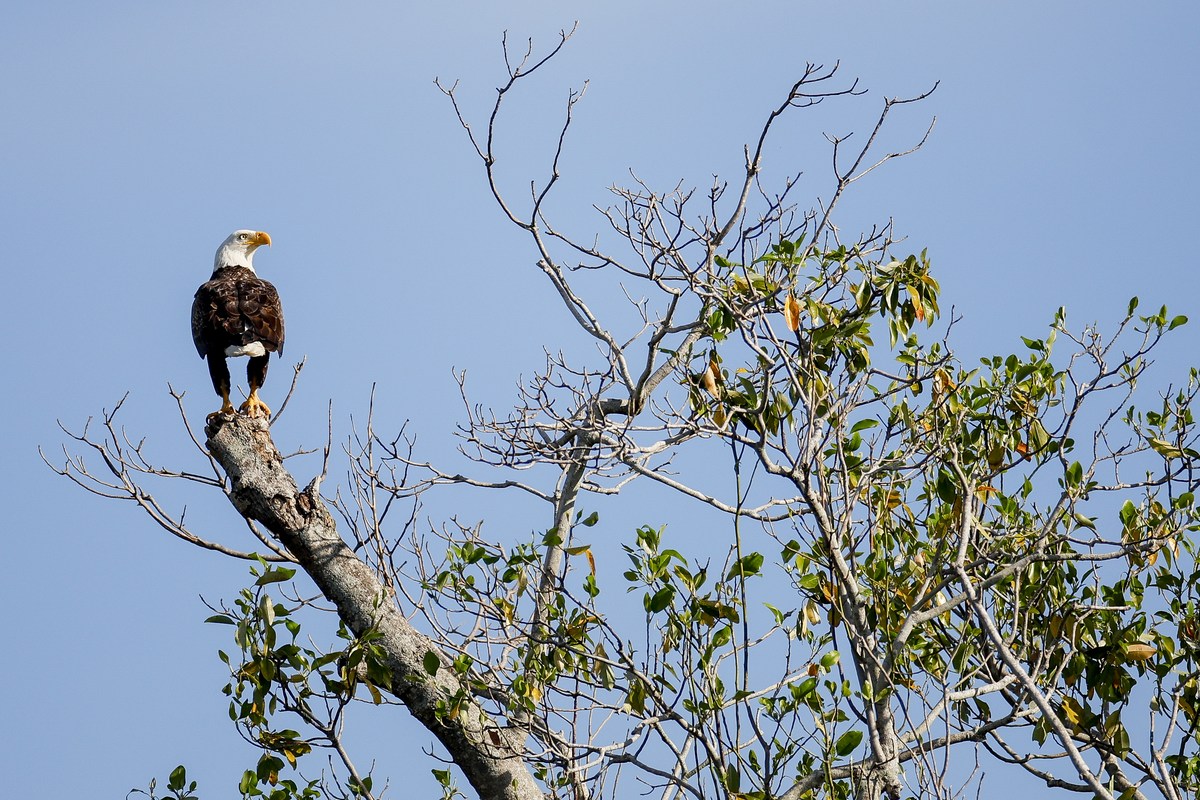 Reward Increases to $20,000 In Louisiana Bald Eagle Killing