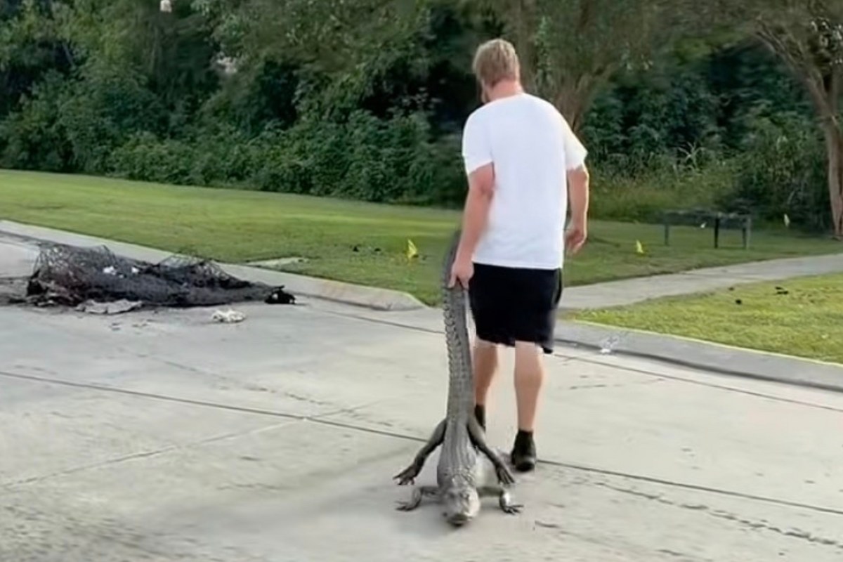 Video of Louisiana Man's Way Too Calm Gator Relocation Goes Viral
