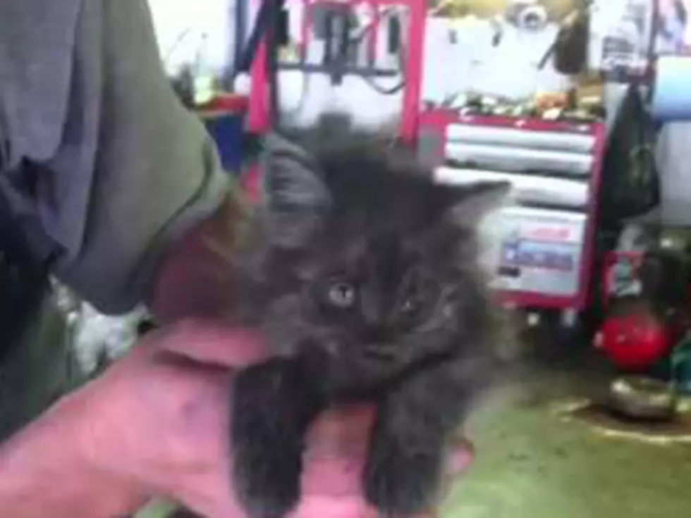 Cutest Tune-Ups Ever &#8211; Four Cats Discovered in Cars by Mechanics [VIDEOS]