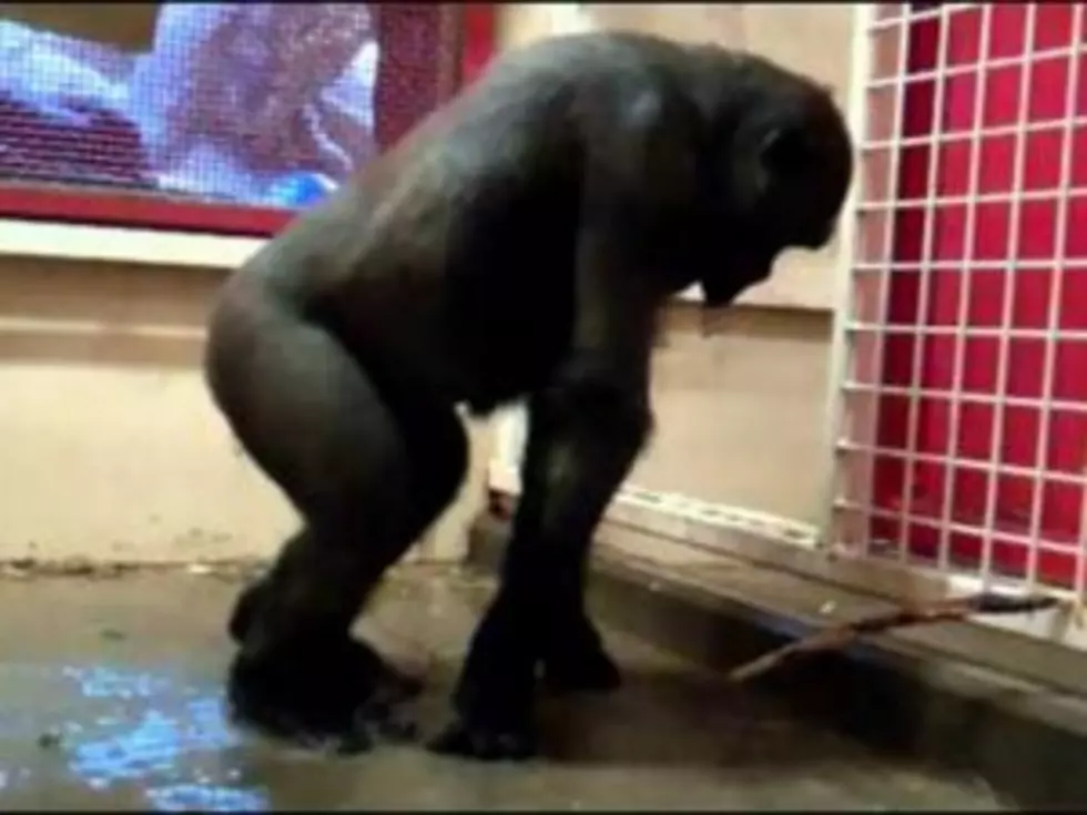 Breakdancing Gorilla at The Calgary Zoo [VIDEO]