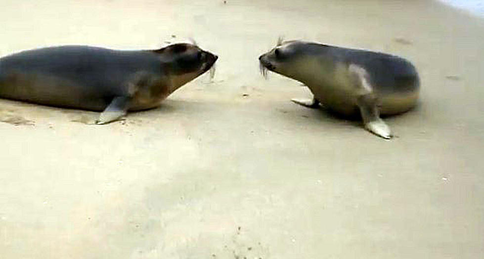 Two Rescued Seals Get Released, Then Kiss Each Other [VIDEO]